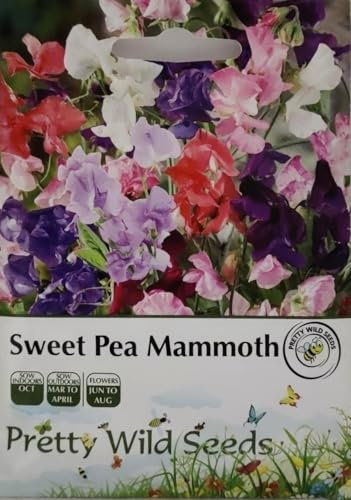 Sweet Pea Mammoth Seeds in Pictorial Packets