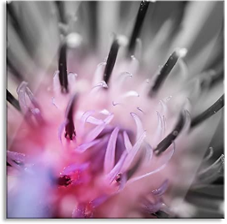 Pixxprint Quadro su vetro | Murale su vetro | Splendido fiore viola a fuoco | 50 x 50 cm | con sospensione e distanziatore