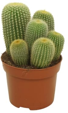 Goldenes Fass Notocactus leninghausii Parodia Kaktus 12cm Topf