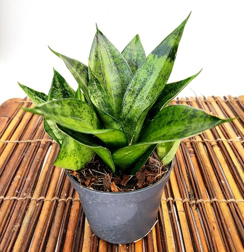 POWERS TO FLOWERS - SANSEVERIA HAHNII SILVER ZEBRA, VASO 10CM DIAMETRO, pianta vera
