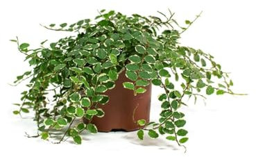 Ficus Pumila Enredadera Natural Resistente para Exterior