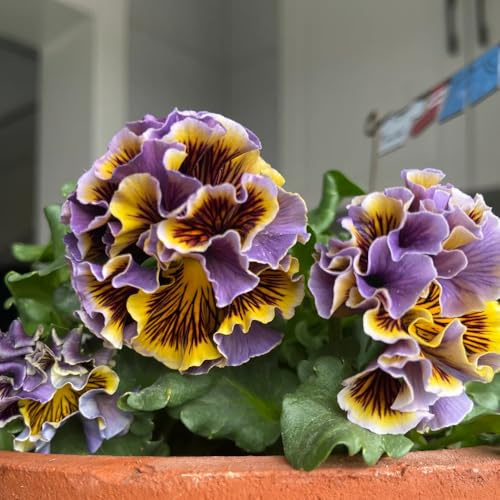 semi di viola cornuta perenni - regali sostenibili decorative resistenti balcone 200pcs