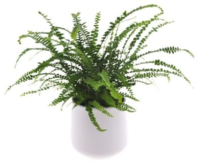 Nephrolepis | 30cm | Nestfarn | Duffii | mit Topf wählbar