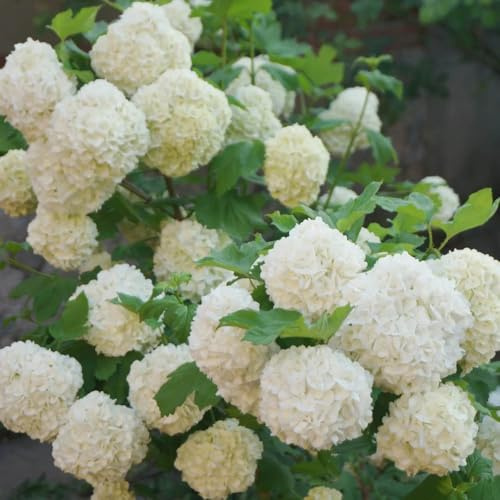Semi di ortensia palla di neve, semi estivi farfalle biologici da balcone rare decorazione da giardino per esterni copertura 300pcs