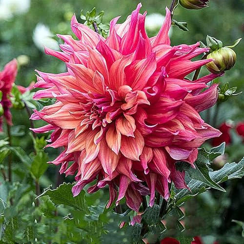 Dalias/natural,perenne,paisajismo,Fragancia,decorativas,de largo período de floración,Rosas cortadas,Elegante,Excelente efecto de visualización,romántico.-8bulbos-E