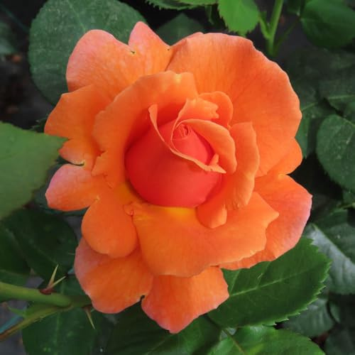 YouGarden Harkness Roses Cynthia's Rose, Gift Wrapped Floribunda 4 Litre Pot, Colour Changing Orange Pink Blooms, Patio Ready