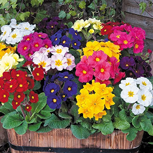 Welldales 50 Giant Polyanthus Seeds Flowering Mix Colossea Perennial Border Pot Plant UK