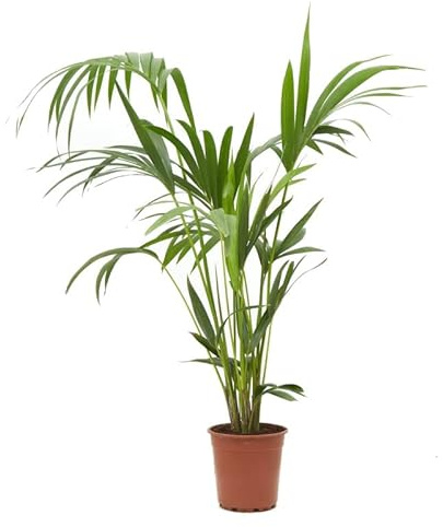 Palmera Howea Forsteriana Palma de Interior Buen Tamaño