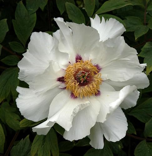 Strauchpfingstrose Weiß - Paeonia suffruticosa - lebende Gartenpflanze aus den Baumschulen