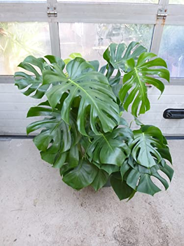 [Palmenlager] XXL Monstera deliciosa - Fensterblatt - 100/120 cm - Pot 30 cm Ø - Zimmerpflanze