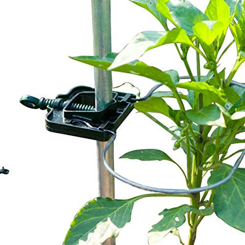 Bio Green Productos de Cultivo zarcillos, Plata