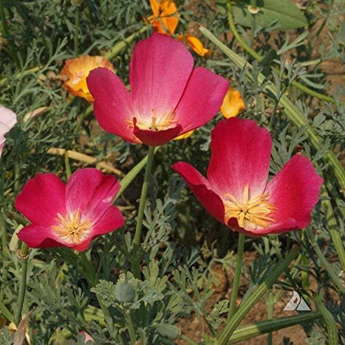 Outsidepride Carmine King California Poppy Seeds - 5000 Pcs Annual, Drought-Tolerant, Easy to Grow Eschscholzia Wildflower Seed w/Bright Pink Blooms, Ideal for Pollinator Gardens & Large Landscapes