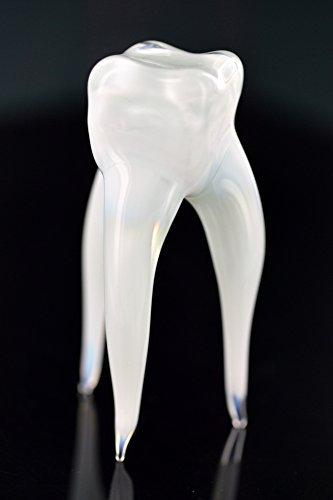 Gesunder Zahn - Glasfigur - Modell eines Gesunden Zahnes