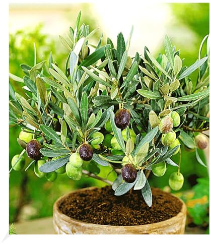 BALDUR Garten Olive, 1 Pflanze, Olea europaea Olivenbaum, mehrjährig - frostfrei halten, trockenresistent, pflegeleicht, Wasserbedarf gering, für Standort in der Sonne geeignet, blühend