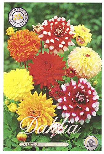Sommerblumen Dahlien Knollen Blumenzwiebeln Mix Dahlia Bunte Auswahl im Mix für Sommer Blume Knolle Blumezwiebel Set Bunte Blüten mehrjährig (5x Dahlien Decorative)