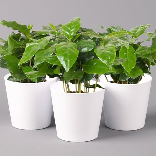 Kaffeestrauch mit Keramiktopf Dallas weiß, Topf-Ø 12cm, Höhe ca. 25 cm, 2er-Set