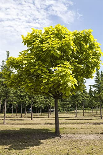 Trompetenbaum Catalpa bignonioides 150-200 cm, pflegeleicht | Zierbaum, dekorative Blüte, angenehmer Schatten, unkomplizierte Pflege, sommergrün