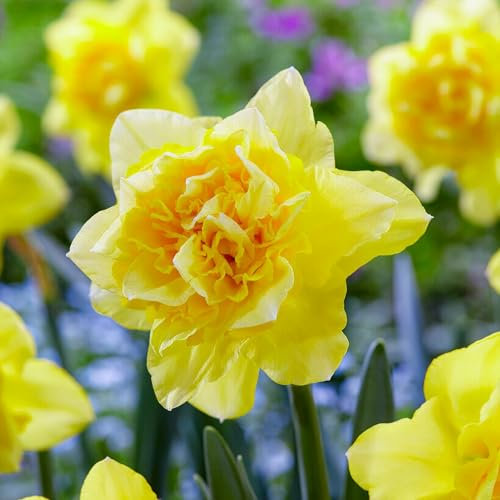 Bulbi Fiori Perenni da Esterno - 25 Bulbi di Narciso Dick Wilden - Piante e fiori esclusivi dall'Olanda - Profumati - per giardino e vaso (non semi, non artificiali)