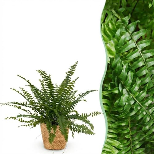 Nephrolepsis exaltata Green Lady - Felce - Pianta adatta ad animali domestici - Verde - 4 piante - con cestino - 25cm - Ø12cm - Pianta d'appartamento - Set completo - Pianta con vaso