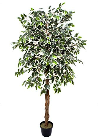 Premium Artificial Variegated Ficus Tree 180 cm Potted Plant, green