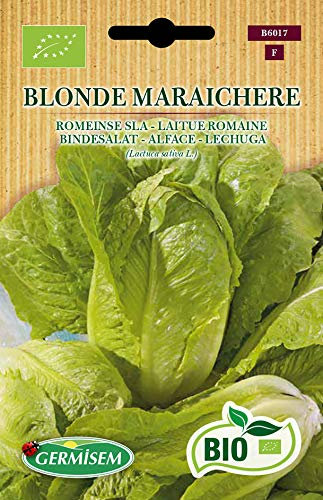 Germisem Bindesalat BLONDE MARAICHERE, ECBIO6017