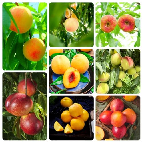 Semi resistenti del pesco、semi di pesca、 semi di, resistenti per il giardino vaso per, da giardino da frutto colonnari, semi di frutto 8pcs