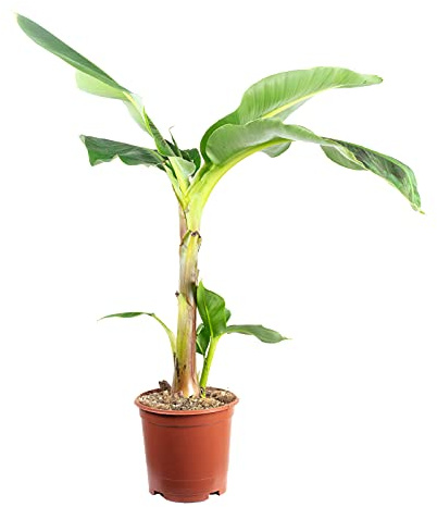 Plante bananier Musa 'Dwarf Cavendish' Hauteur 95 cm Diamètre du pot 21 cm