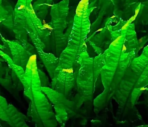 Tropical Java Fern Cutting Beautiful Healthy Aquarium Plants Aquatic Live (5 Java Fern)