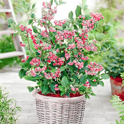 Topf-Heidelbeere Blaubeeren Pflanze Pink Lemonade 1 Pflanze, Rosa Frucht, Vaccinium corymbosum reichtragend Heidelbeere für Töpfe & Kübel | Heidelbeere für Balkon, Terrasse oder Garten, Winterhart