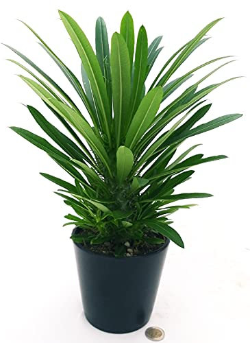 POWERS TO FLOWERS - PACHYPODIUM LAMEREI, PALMA DEL MADAGASCAR, IN VASO CERAMICA NERO, vaso 13cm altezza 25/30cm, pianta vera