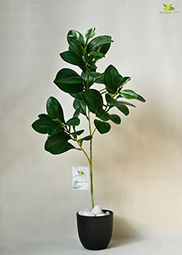 Blooming Floret Artificial Rubber Fig Plant with Black Pot for Home, Office Decor | Dark Green Color Leaves | Attractive Ornamental Plant for Interior Decor | Natural Looking Indoor Plant