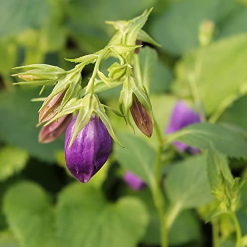 6x Campanule 'Kent Bell' - Campanula ‘Kent Belle’ - Godet 9x9cm