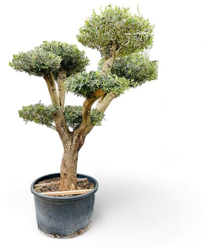 Tropictrees Olivenbaum Pon Pon, 240cm hoch, stammumfang 60-80cm, Winterharte Olea Europea Olive Bonsai, Deko für ihre Garten