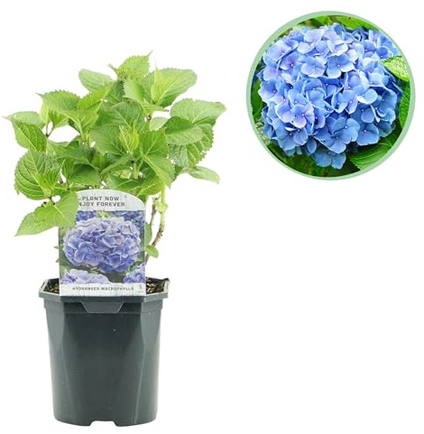 Hortensie - Hydrangea macrophylla Blau - Blüte Blau - 1 Pflanze - Laubabwerfend - Wenig Pflege - 30cm - Ø18cm - Gartenpflanze