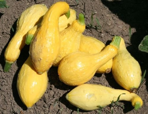 25 semi gialli crookneck Zucchino estivo 2018