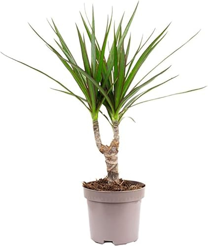 Dracaena Marginata Planta Tropical Natural