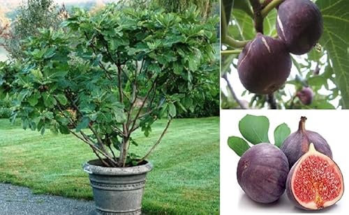 Purple Fig Ficus Carica Purpurea 30 Seeds Sweet Taste Same Day Dispatch