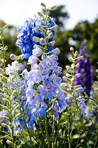 Semilla Rosa di enotera 100 Semi - Oena Rosa