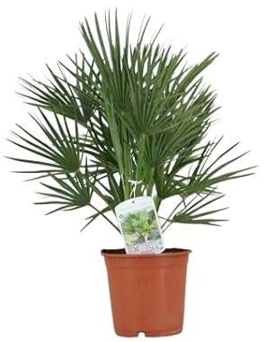 Palma de Escobas Natural Arbusto Mediterráneo - Palmera de Exterior