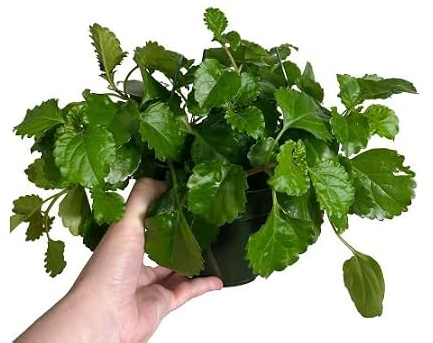 Planta del Dinero | DECOALIVE | Plectranthus | Interior y Exterior | Planta Natural