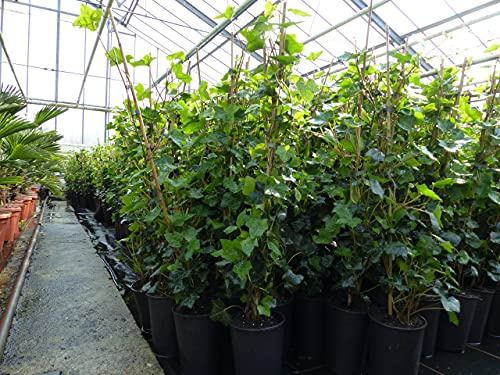 gruenwaren jakubik 10 Stück Efeu Hedera helix 100-120 cm Heckenpflanze winterhart Kletterpflanze Hecke Sichtschutz blickdicht