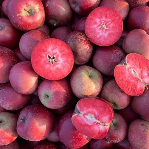Malus Polpa Rossa – rött äppelträd 100–140 cm | vinterhärdigt och tillfredsställande | fruktträd för trädgård och hink | söta och aromatiska röda äpplen | lätta att rengöra och robust