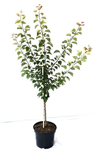Aprikosenbaum Bergeron Aprikose Riesenaprikose Buschbaum 110-140 cm 9-10 Liter Topf St.Julien A