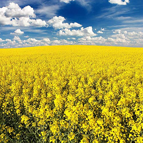 Outsidepride Trophy Forage Rape Seed - 1 Lb Heat, Cold & Drought-Tolerant Brassica Food Plot Seed, Ideal for for Deer & Livestock Grazing, Fall Planting, Soil Improvement, & Erosion Control