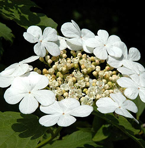 Gemeiner Schneeball 40-60cm - Viburnum opulus - lebende Gartenpflanze aus den Baumschulen