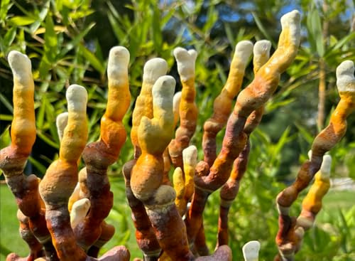 Bio Reishi/Ling Zhi Pilzzuchtkultur XXL - Pilze selber züchten