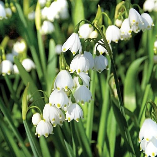 5 pcs zwiebelnmärzenbecher hochbeete für garten liebhaber kaufen draußen nachhaltige