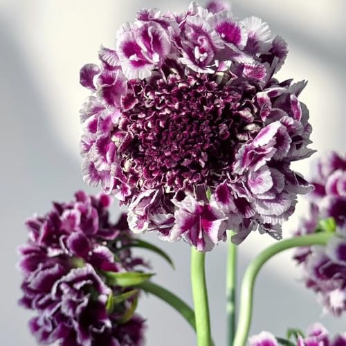 wwitwenblume skabiose winterharte kübelpflanzen hochbeet, schattenpflanzen winterharte deko balkon gartendeko für draußen 1000samen