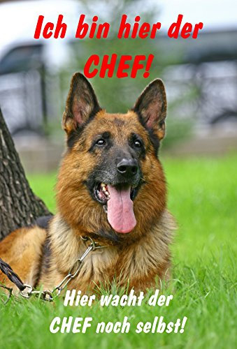 Melis-Folienwerkstatt Schild Warnschild Achtung Schäferhund – Ich Bin Hier der Chef Hier wacht der Chef noch selbst - Hund Hundeschild 30x20cm Hartschaum Aluverbund -S28C