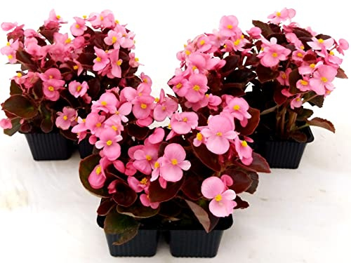 POWERS TO FLOWERS - BEGONIA SEMPERFLORENS, BEGONIETTA DA ESTERNO, FOGLIA ROSSA e FIORE ROSA, 12 PIANTE, piante vere